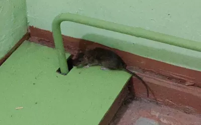 Уничтожение мышей в подъезде жилого дома дома в Фрязино