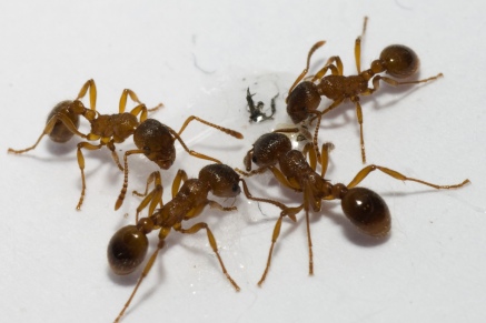 Уничтожение муравьев   в Фрязино 