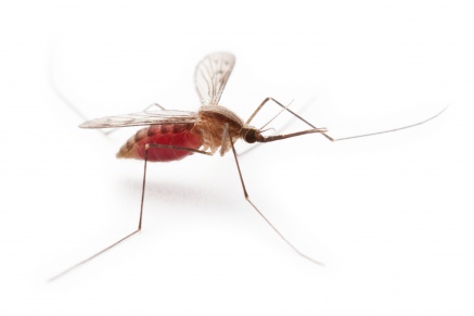 Уничтожение комаров   в Фрязино 