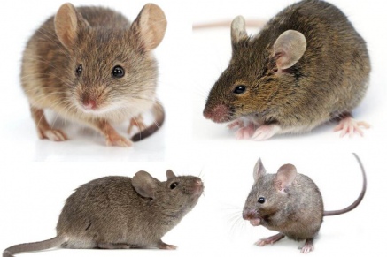 Уничтожение (дератизация) мышей   в Фрязино 